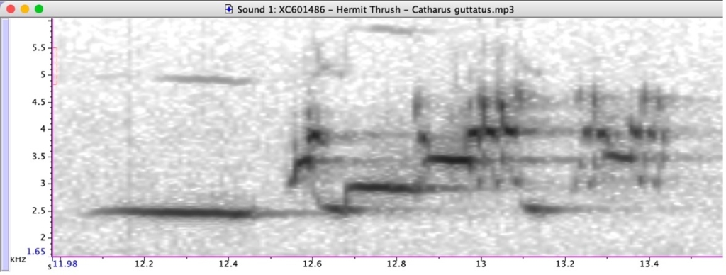 Spectrogram of a hermit thrush song