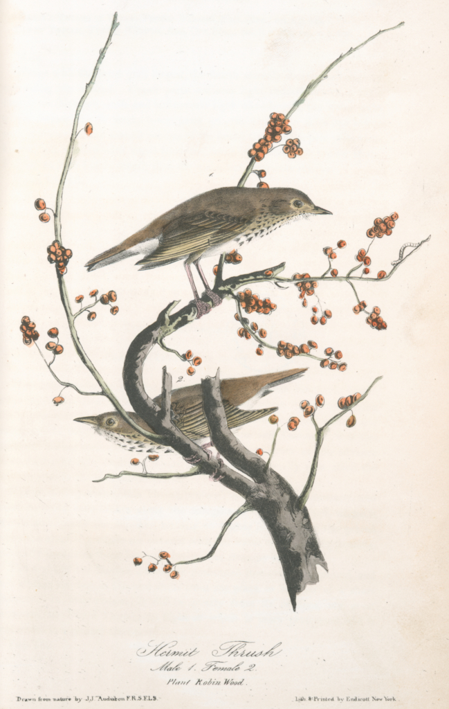 "Hermit Thrush, 1. Male 2. Female (Plant: Robin Wood.)" From The Birds of America: From Drawings Made in the United States and their Territories, vol. 3, by John James Audubon, 1841. General Research Division, The New York Public Library, New York Public Library Digital Collections.